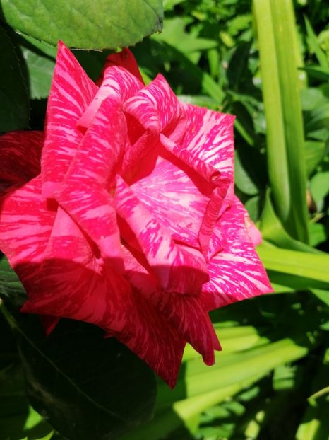  - Flori la balta 2019