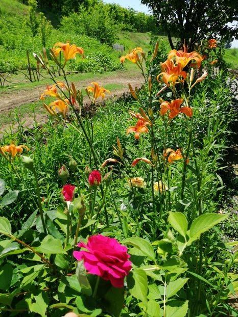  - Flori la balta 2019