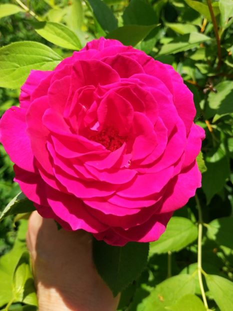  - Flori la balta 2019