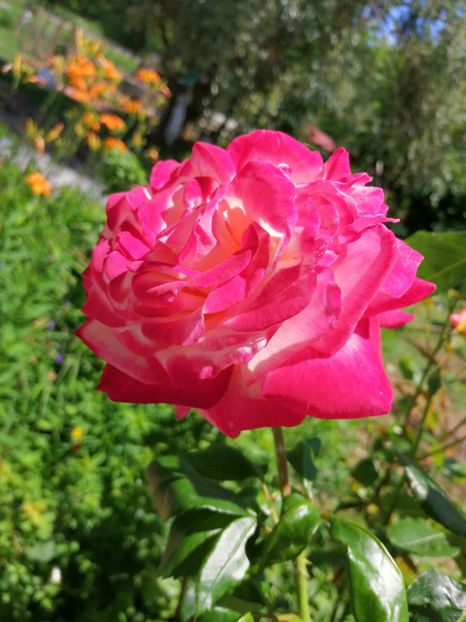  - Flori la balta 2019