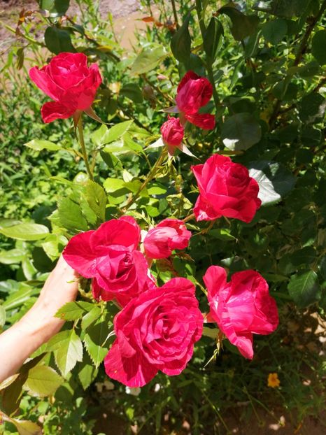  - Flori la balta 2019