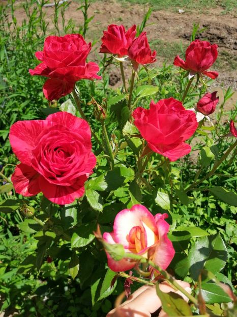  - Flori la balta 2019