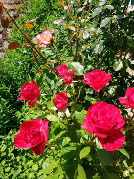  - Flori la balta 2019