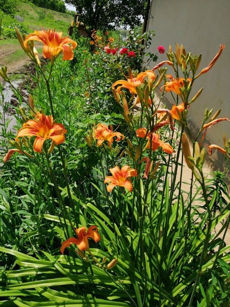  - Flori la balta 2019