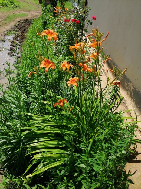  - Flori la balta 2019