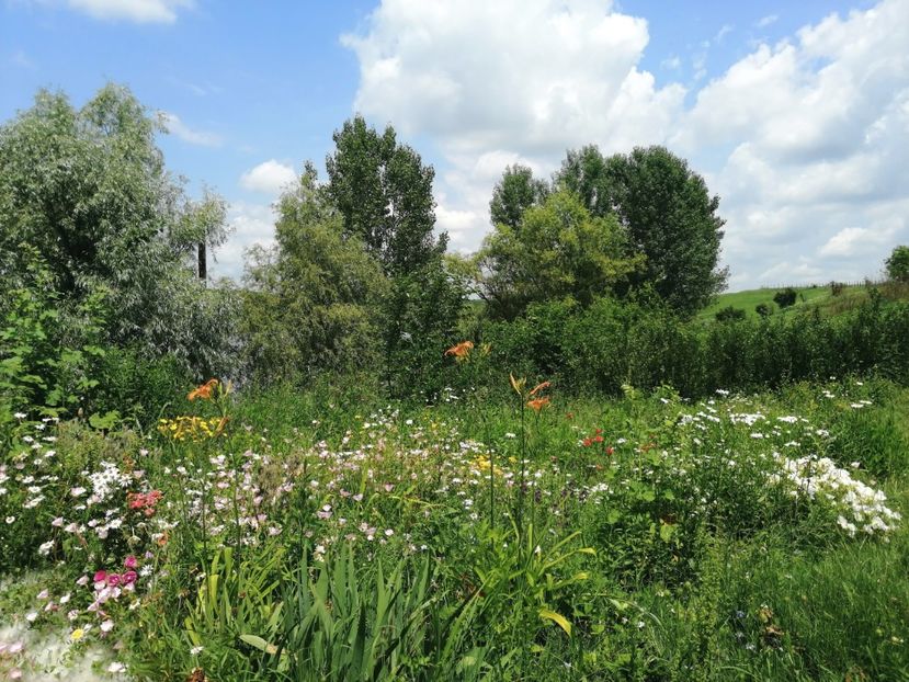  - Flori la balta 2019