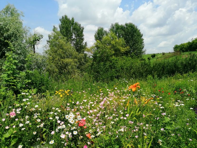  - Flori la balta 2019