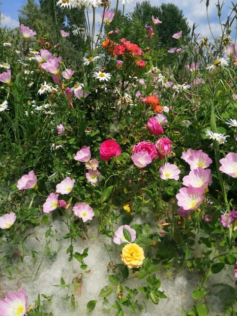  - Flori la balta 2019