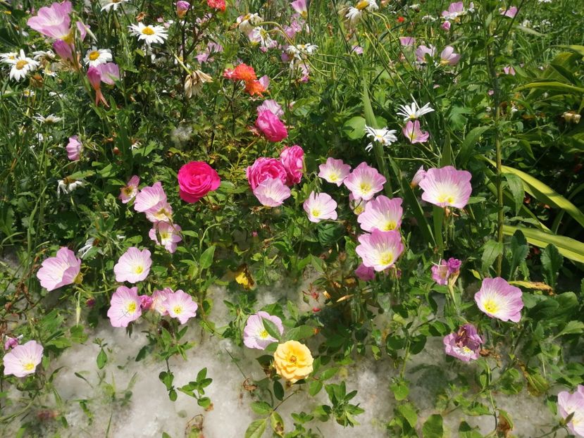  - Flori la balta 2019