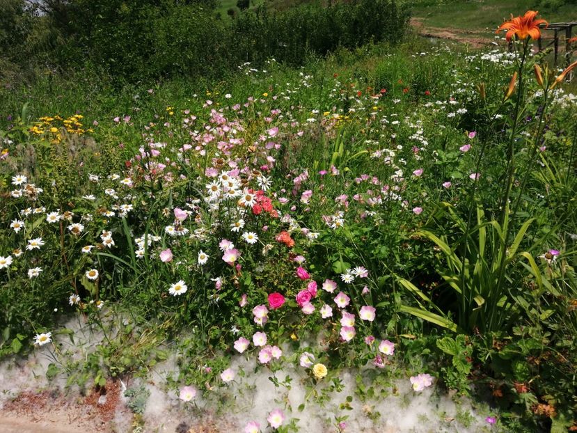  - Flori la balta 2019