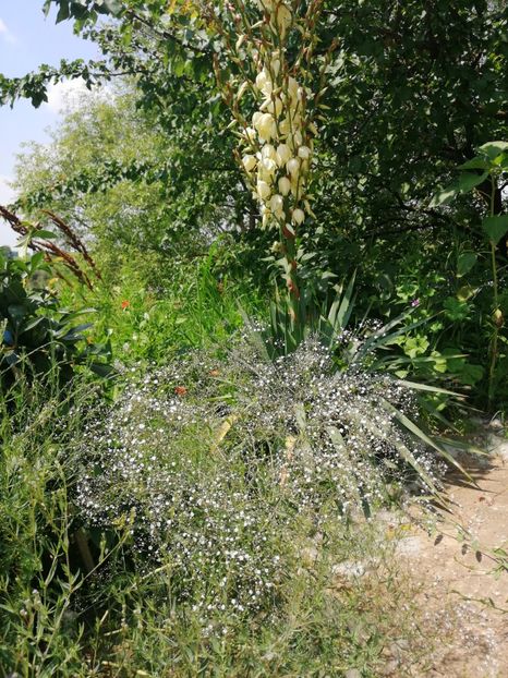  - Flori la balta 2019