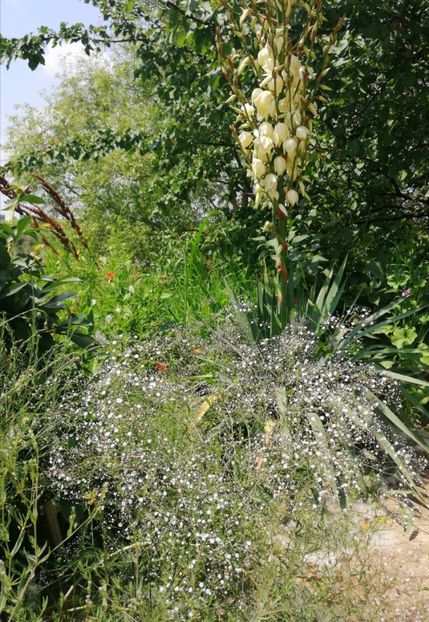  - Flori la balta 2019