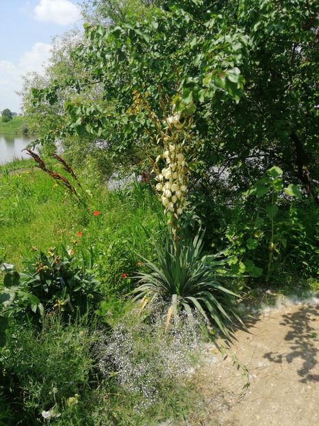  - Flori la balta 2019