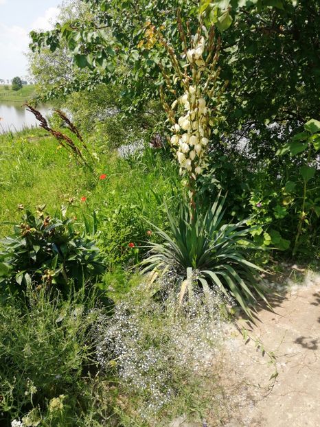  - Flori la balta 2019