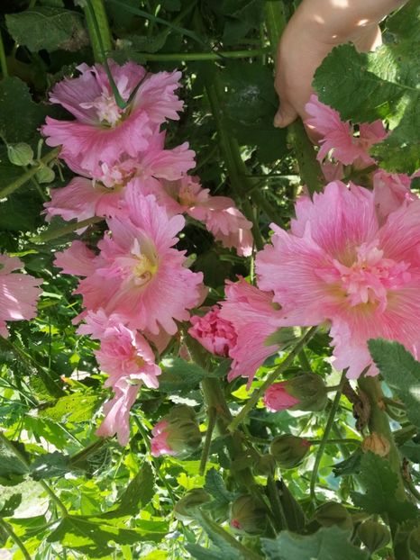  - Flori la balta 2019