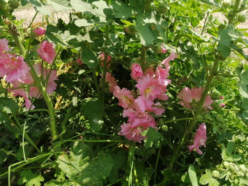  - Flori la balta 2019