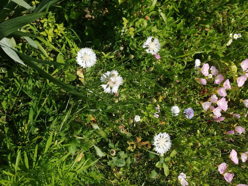  - Flori la balta 2019