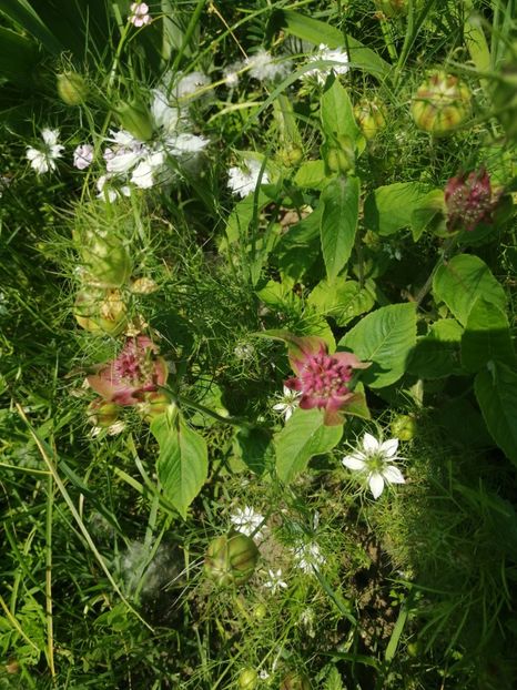  - Flori la balta 2019