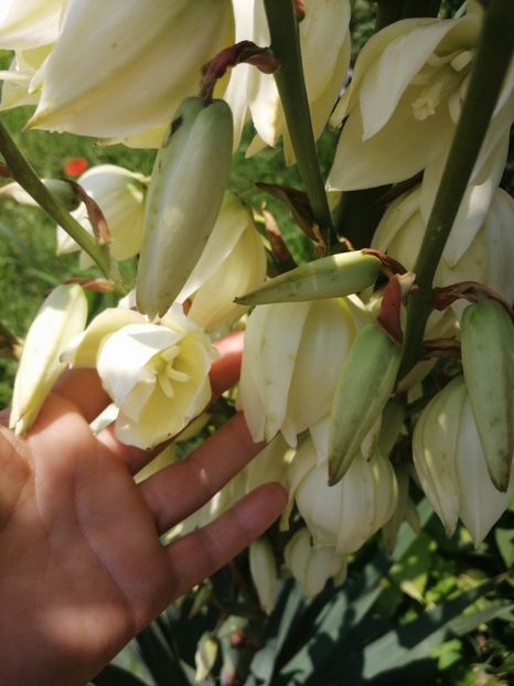 Yuca - Flori la balta 2019