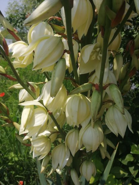  - Flori la balta 2019