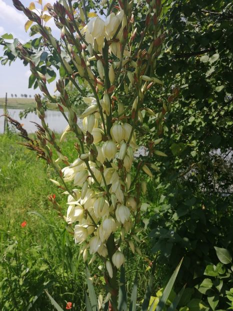  - Flori la balta 2019