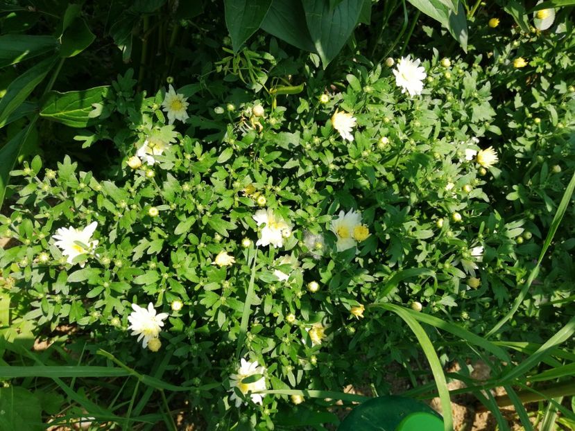  - Flori la balta 2019