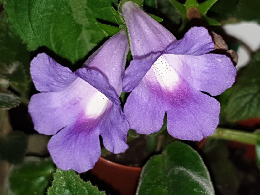 Baby Blues - Sinningia 2019