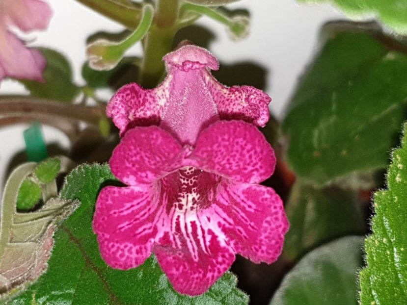 Isa_s Gorgeous - Sinningia 2019