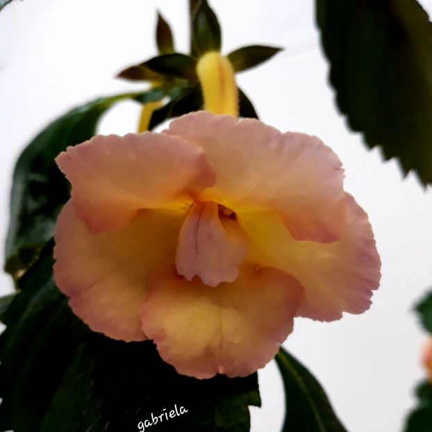  - Yellow English Rose