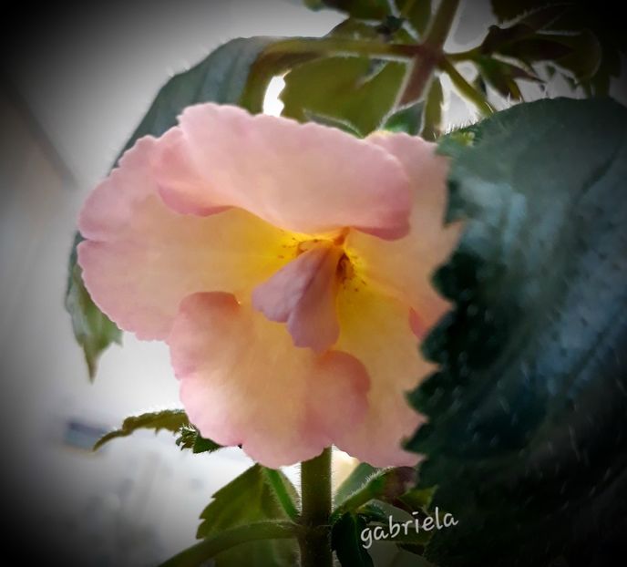  - Yellow English Rose