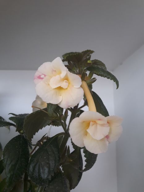  - R20 - Santiano Improved