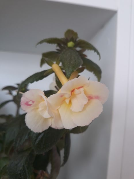  - R20 - Santiano Improved