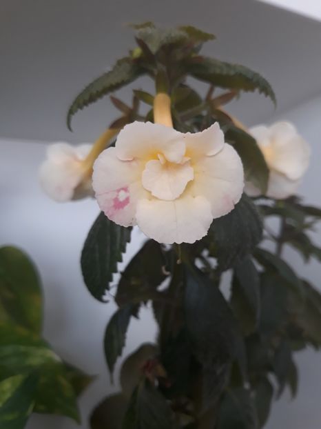  - R20 - Santiano Improved