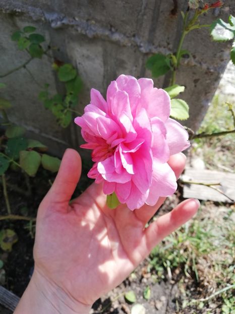  - Princess Alexandra of Kent