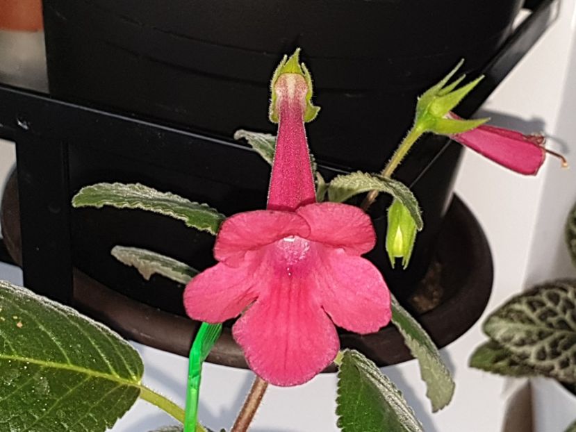 Prudence Risley - Sinningia 2019
