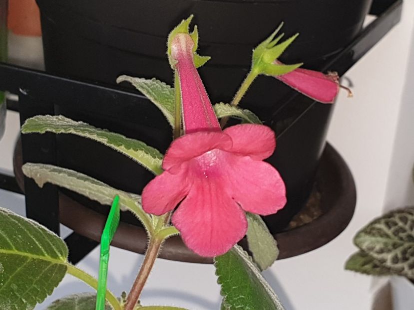 Prudence Risley - Sinningia 2019
