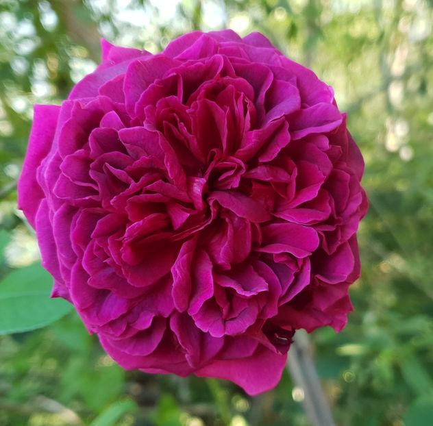 William Shakespeare (tufa) 60 - Toamna 2025