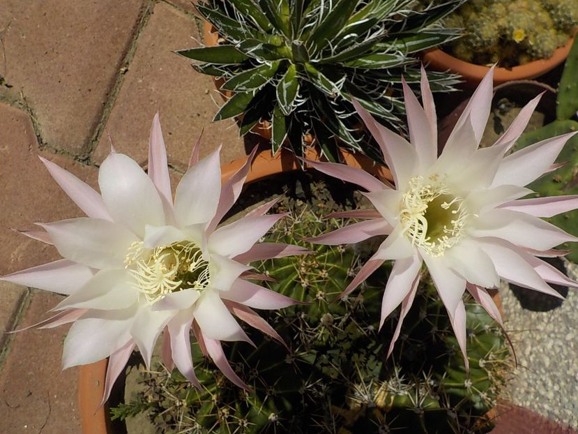  - echinopsis oxygona