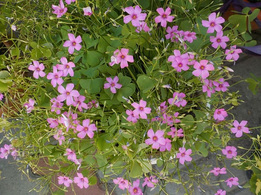  - oxalis rubra