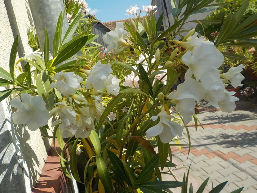  - mont blanc leandru nr 22