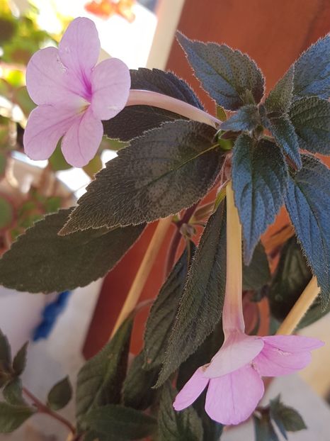 Peach Blossom - Achimenes 2019