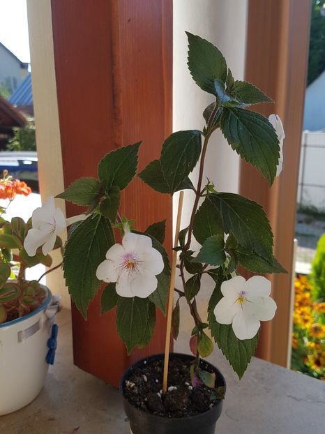 Charity - Achimenes 2019