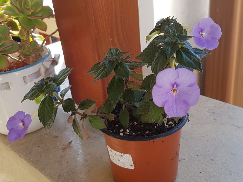 Forget  me not - Achimenes 2019