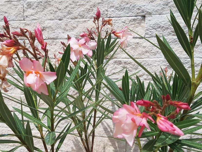 Apricot Queen - Leandri 2019