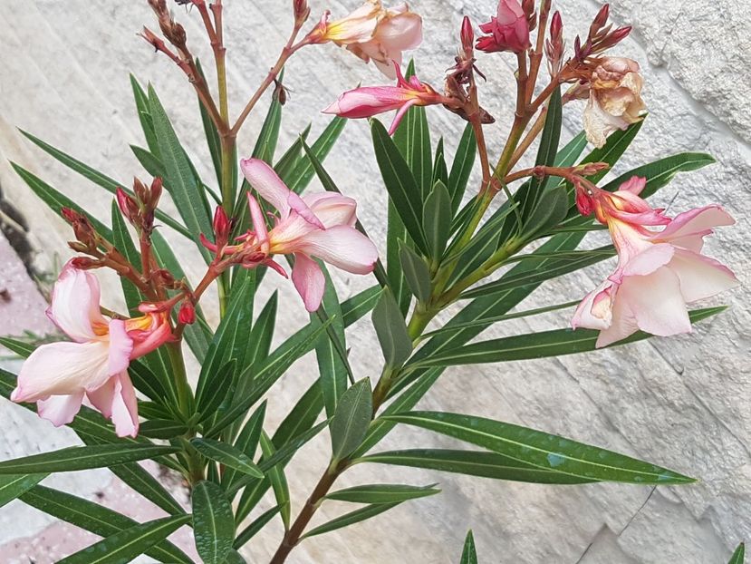 Apricot Queen - Leandri 2019