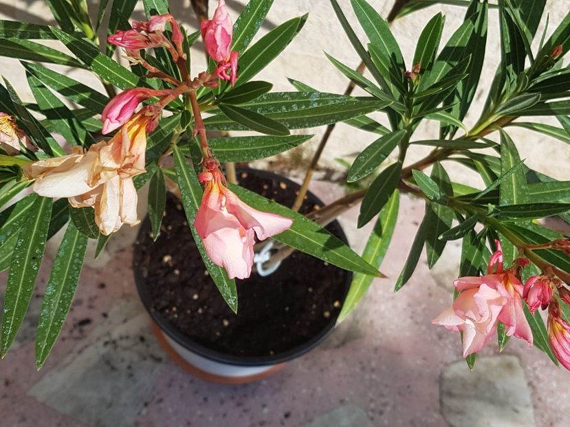 Apricot Queen - Leandri 2019