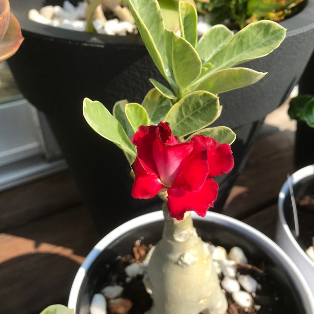  - Jurnalul gradinii 2019