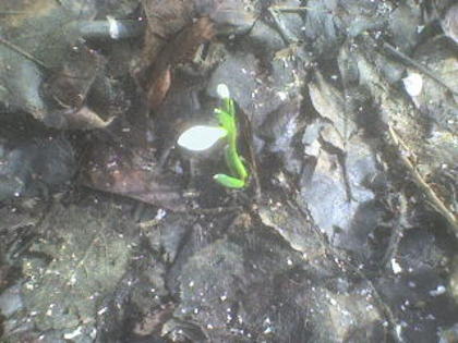 DSC01378 - iarna in sat