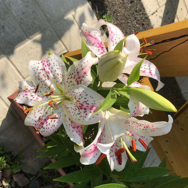  - Jurnalul gradinii 2019