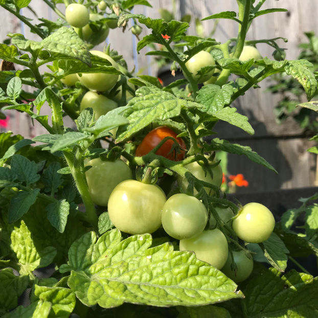  - Jurnalul gradinii 2019